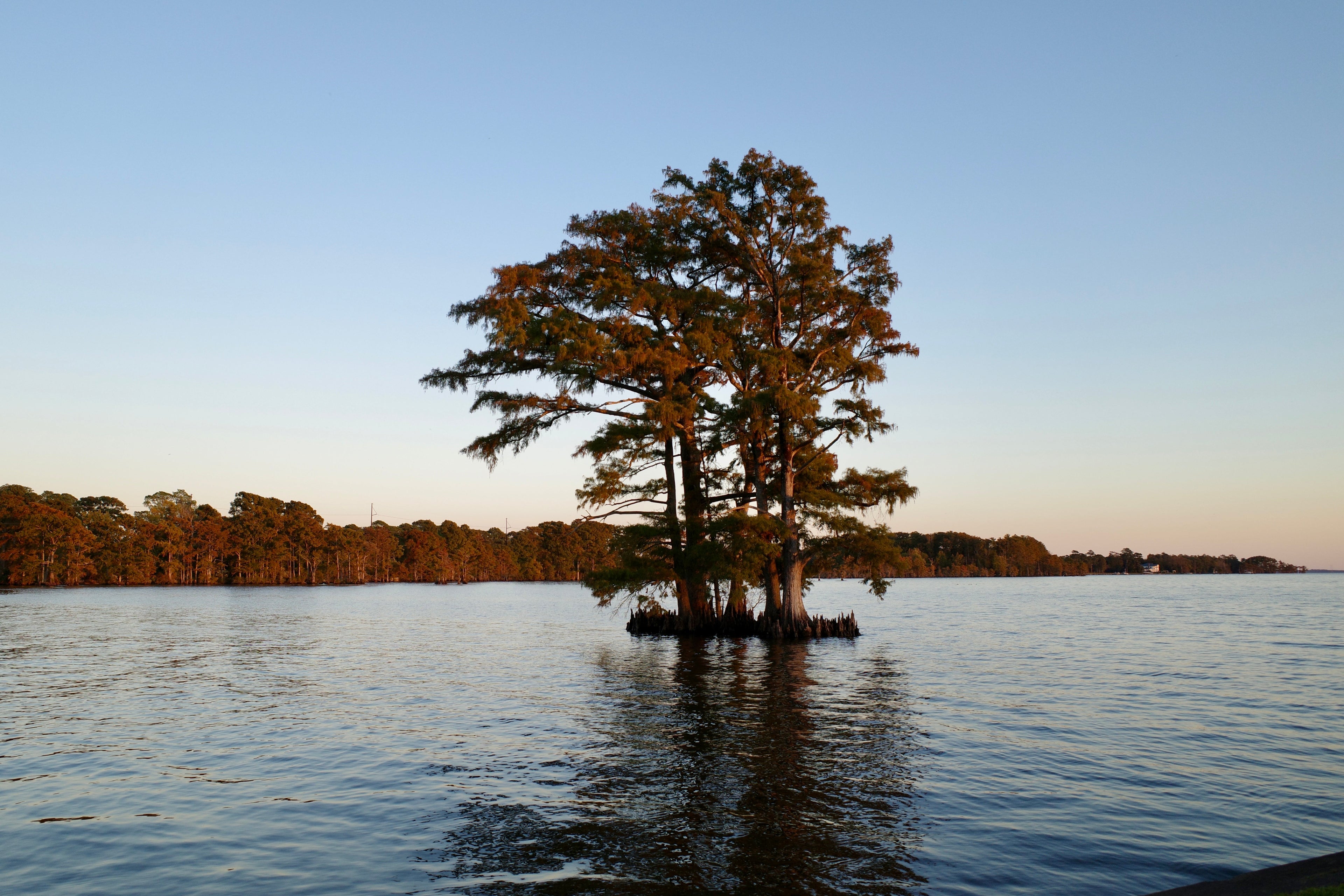 Tree in the middle of a lake with a clear sky